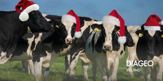 diageo christms cows